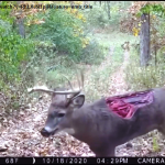 CERVO MUTILATO SI AGGIRA IN UN BOSCO (2)